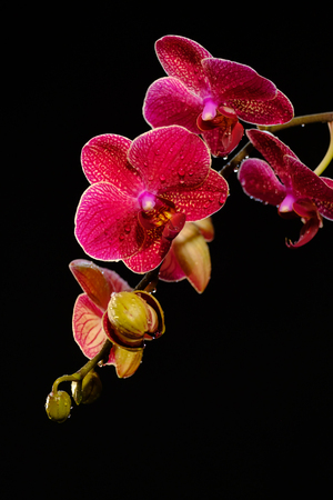 Beautiful red orchid flowers with water drops on a black backgroundの写真素材