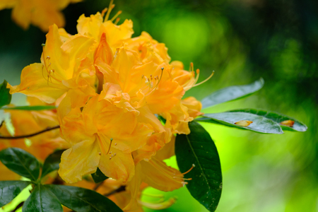 Beautiful blooming yellow rhododendron and leaves close-up on a blurred backgroundの写真素材