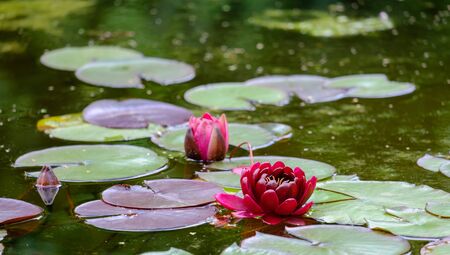 Beautiful red water lily in the water close upの写真素材