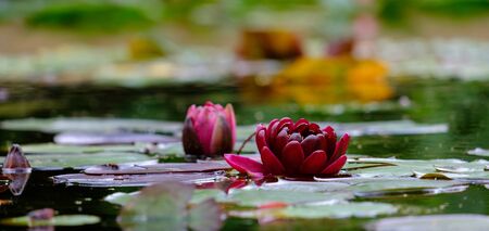 Beautiful red water lily in the water close up