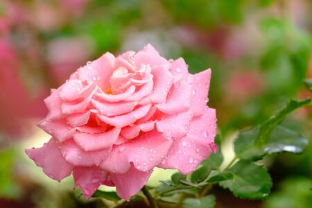 beautiful blooming pink rose close-up on a blurred backgroundの写真素材