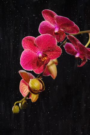 Beautiful red orchid flowers with water drops on a black backgroundの写真素材