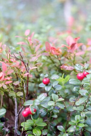 ripe red lingonberry growing in the forestの写真素材