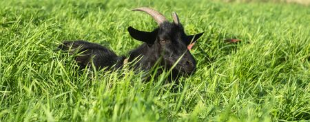 goat grazes in a meadow with green grassの写真素材