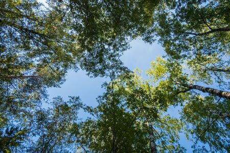 crowns of birches with green leaves going up