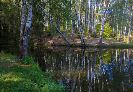 birch grove on the lake on a summer dayの写真素材
