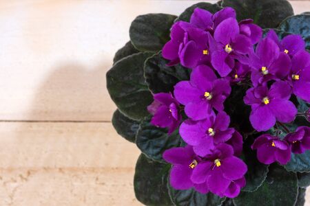 beautiful blooming violet flowers on a wooden table