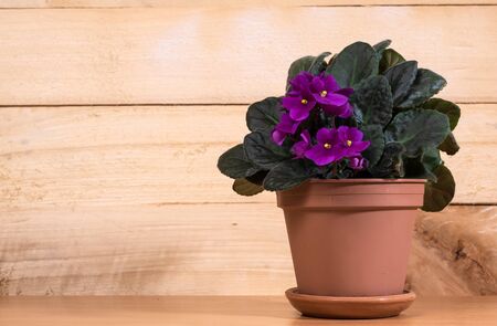 beautiful blooming violet flowers in a pot on a wooden wall backgroundの写真素材