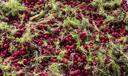 many ripe red cranberries and green mossの写真素材