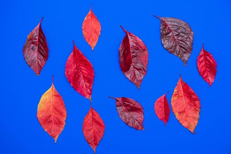 beautiful fallen autumn bright red leaves on a blue backgroundの写真素材