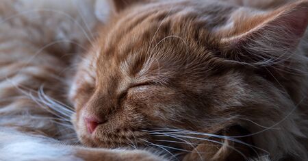 beautiful red cat sleeps curled up closeupの写真素材