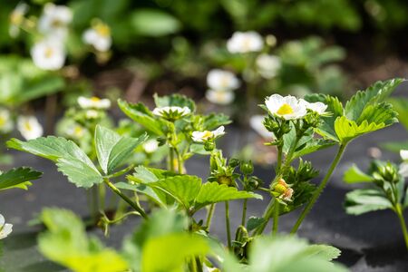 beautiful blooming strawberries on a farm close-up