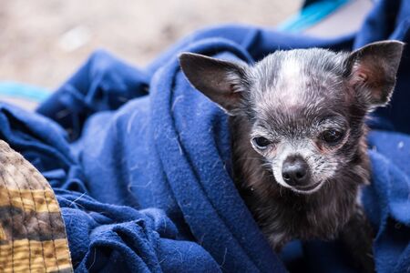 beautiful small dog bask under the coversの写真素材