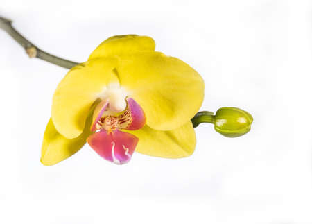 beautiful blooming yellow orchid on a white backgroundの写真素材