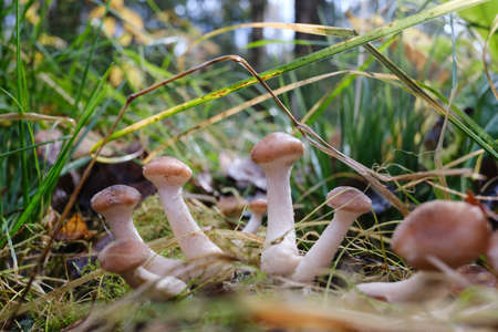 beautiful autumn mushrooms honey agarics close-up on a blurred backgroundの写真素材