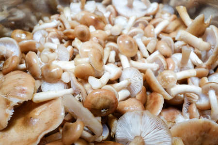 collected beautiful mushrooms in a saucepan before cookingの写真素材