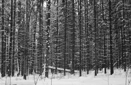 beautiful trunks of coniferous trees in winter forestの写真素材