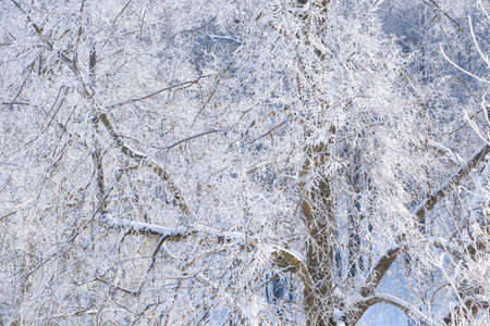 beautiful tree branches covered with ice close up