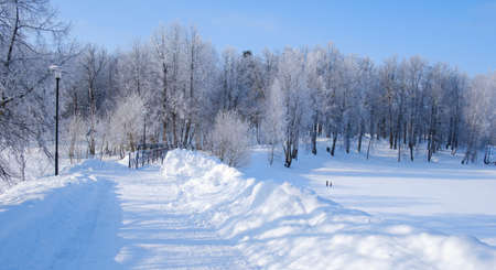 road in a snow-covered park among beautiful trees covered with frost in the early morning in winterの写真素材