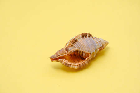 photo of a seashell close-up on a yellow backgroundの写真素材