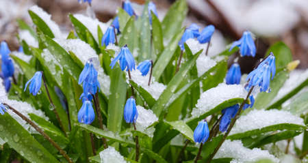 beautiful spring blooming bluebell flowers in the snowの写真素材