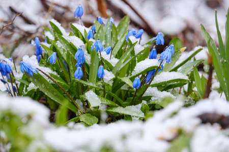 beautiful spring blooming bluebell flowers in the snowの写真素材