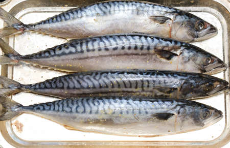 fresh beautiful mackerel on a tray close-up