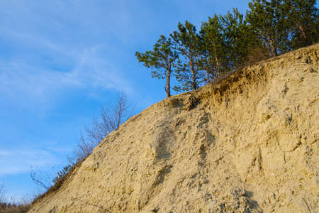 sandy cliff and pines growing on it against the blue sky