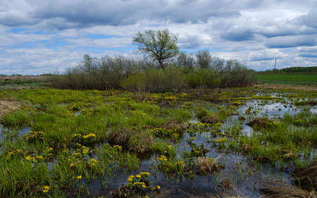 small yellow flowers in the swamp in spring and cloudy sky