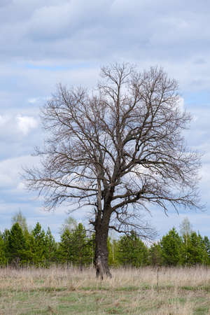 old tree without leaves on the background of the cloudy skyの写真素材