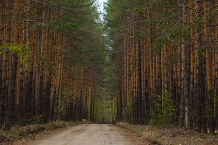 old road in a pine forest in spring