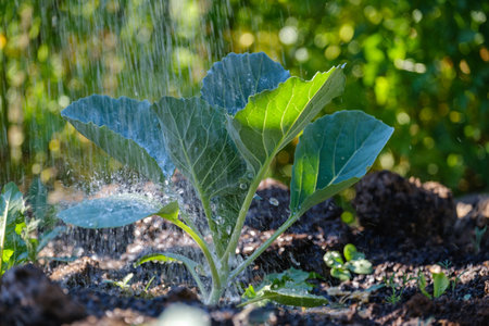 watering green cabbage in the garden bed