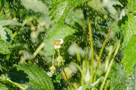 beautiful blooming wild strawberry flowers and green leaves in the rainの写真素材