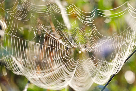 beautiful spider web close up on blurred background with bokeh
