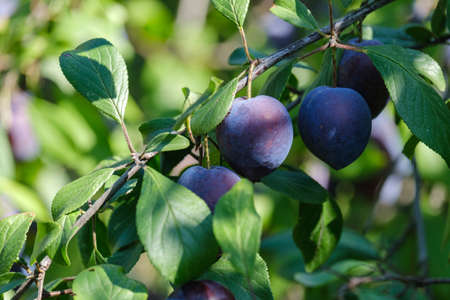beautiful ripe plums on a tree branchの写真素材