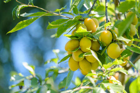 beautiful yellow ripe plums on a tree branch