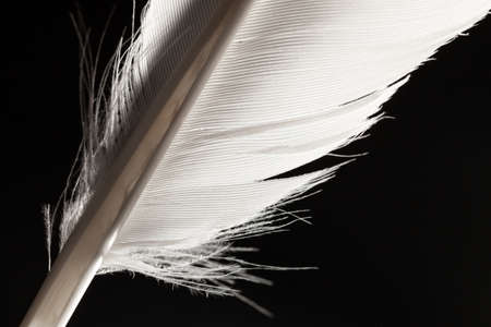 white bird feather on black background close up
