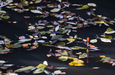 red float on the water and fallen autumn leavesの写真素材