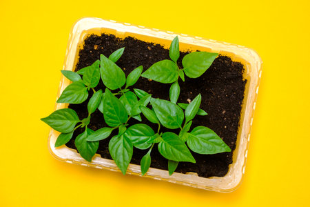 red pepper seedlings with green sprouts in a top view box on a yellow backgroundの写真素材