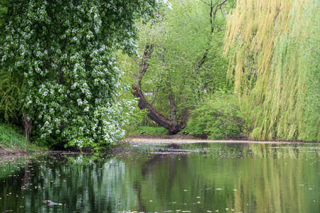 beautiful bird cherry tree near the pond flowering