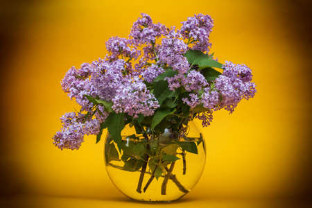branches of beautiful blooming lilacs in a glass round transparent vase on a yellow backgroundの写真素材
