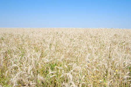 field with yellow ears of rye to the horizon on a sunny summer day