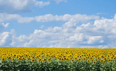 field with yellow sunflowers to the horizon and blue sky with clouds on a sunny summer dayの写真素材