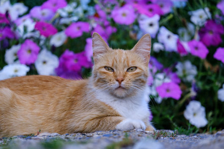 beautiful red-white cat lies on a background of flowers