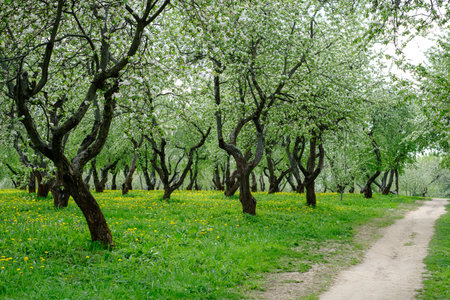 path in the park among beautifully blooming apple trees in springの写真素材