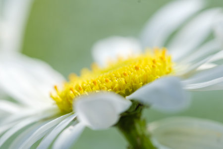 beautiful blooming chamomile flower close-up on a blurred backgroundの写真素材