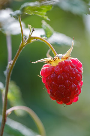 beautiful red juicy raspberry close-up on a blurred green background