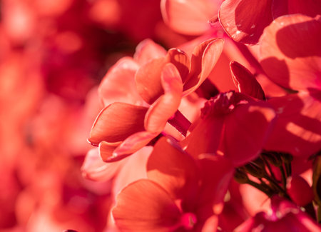 beautiful red flowering phlox close-up in the summer gardenの写真素材