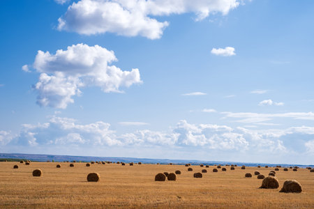 twisted haystacks in a yellow autumn field against a blue sky with cloudsの写真素材