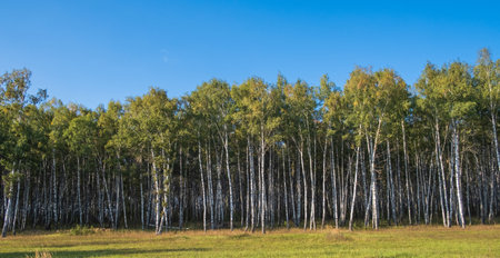 birch grove at the end of summer and blue skyの写真素材